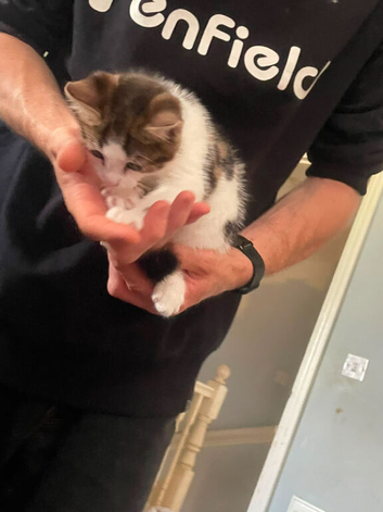 2 male kitten
