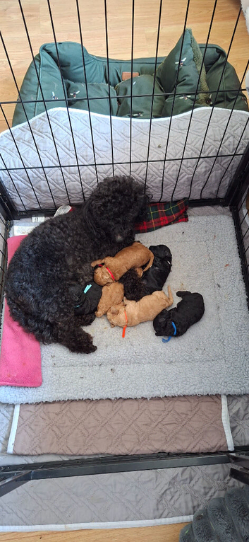 Six gorgeous toy poodles for sale.