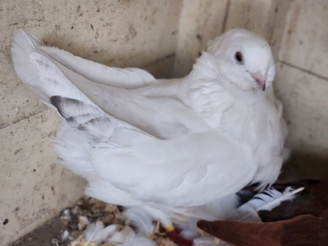 Chinese owl pigeons