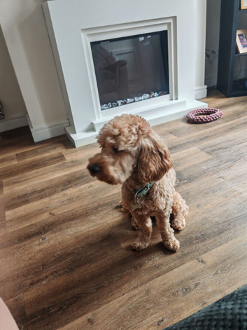 4 year old male cockapoo
