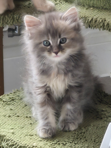 13 week old mainecoon/ragdoll