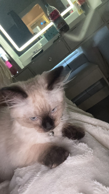 Ragdoll