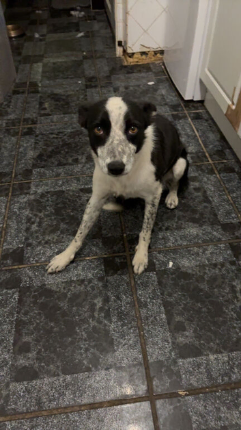 Dog