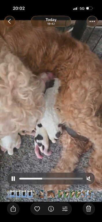 Cockapoo boy