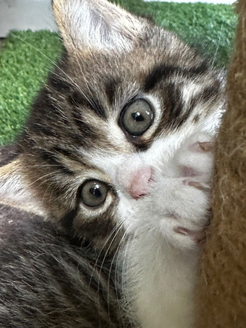Absolutely gorgeous BSH x bengal cross kittens