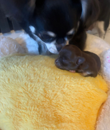 adorable little russian chihuahua