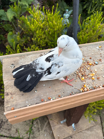 Fantail pigeons