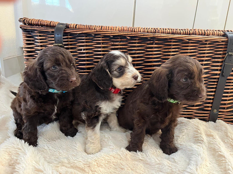 F1 Cockapoo Litter - 3 Boys Available