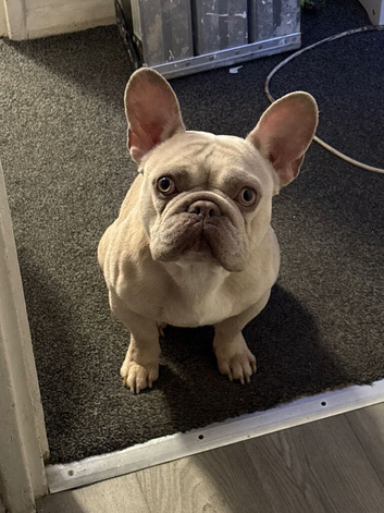 Max, Needs rehoming no fault of his own.