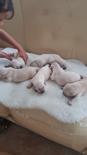 Golden retrievers pupies kc reg