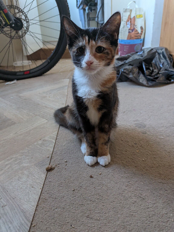 Calico female kitten this is bean looking for a new home!!!