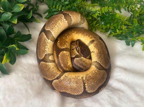 Stunning royal python and 4ft