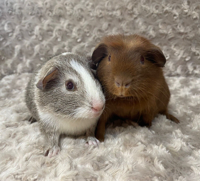 Gorgeous Bonded Baby Guinea pigs. Price is for the pair