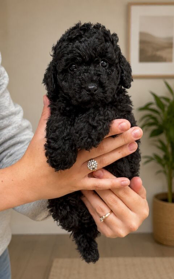 Stunning Maltipoo puppies!! 1 left ready now!!