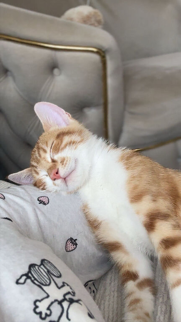 Kitten for sale