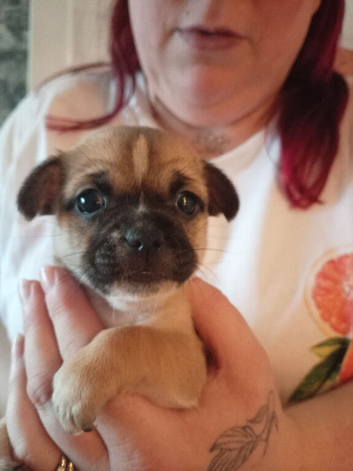 Chihuahua x Pug x Shih Tzu