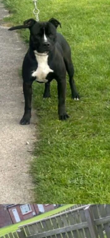 1 and a half year old Staffy