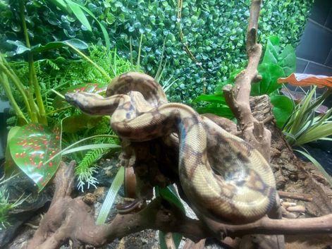 Hypo Nicaraguan Dwarf Boa at Birmingham Reptiles