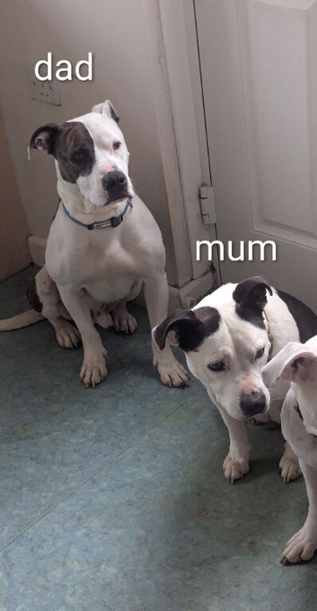 Staffy crossed amreican bulldog