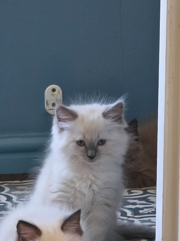 Stunning ragdoll kittens
