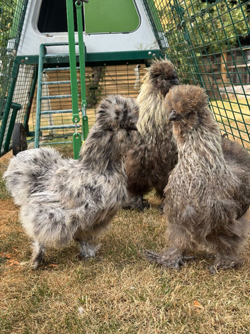 BREEDING TRIO OF SILKIES