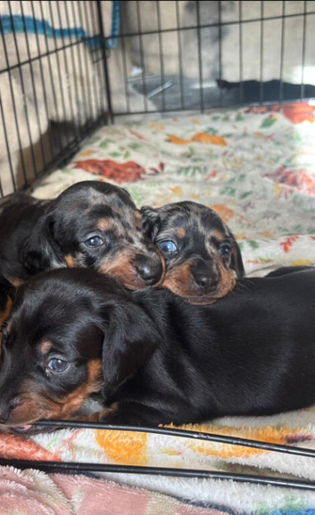 Puppy