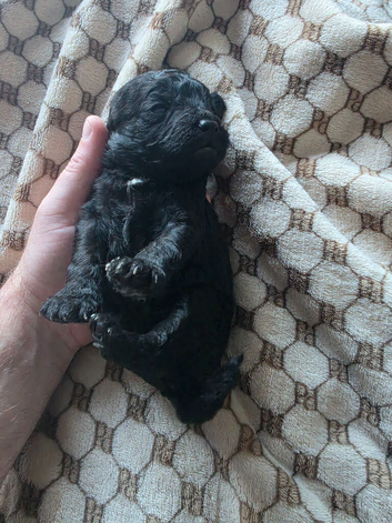 Cockershihpoo puppies
