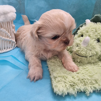 Kc reg Stunning small babies boys/girl