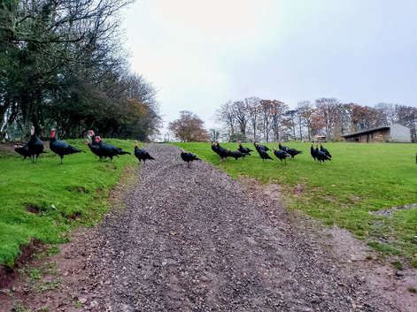 rare breed norfolk black turkey stag for sale