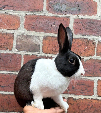 English Dutch male rabbit