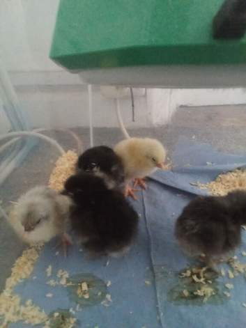 Copper maran chicks