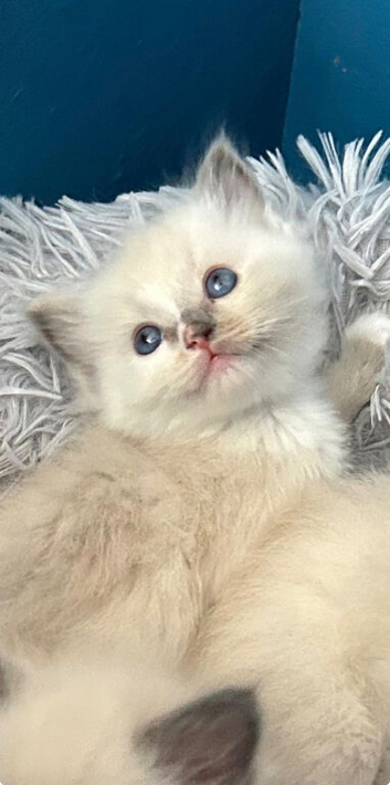 Ragdoll kittens