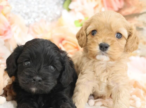 Cavapoo Puppies  Tiny Teddy Bears with Big Hearts.