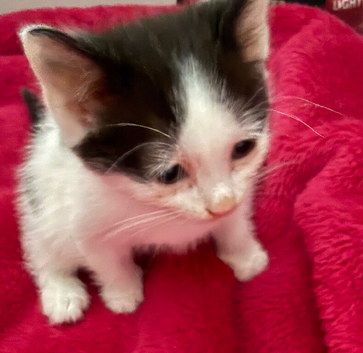 Kittens looking for loving home
