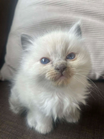 Ragdoll