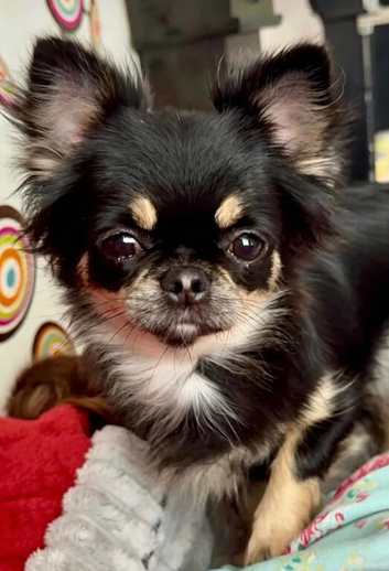 Female long haired black and tan Chihuahua in West Yorkshire