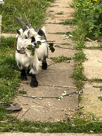 Pygmy tame goat