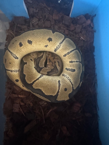 Royal pythons