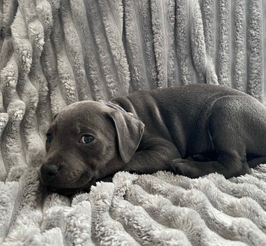 Blue staffordshire bull terrier puppies