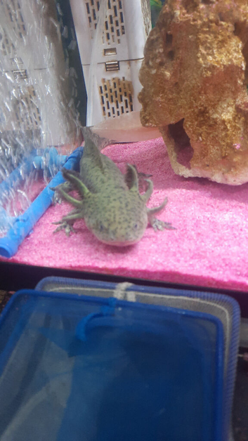 My black wild type male axolotl