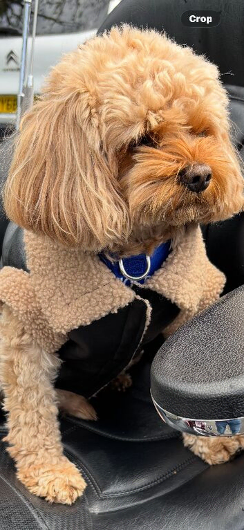 Cavapoo stud