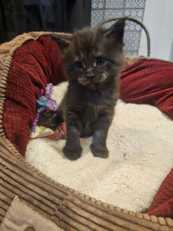 3 male main coon