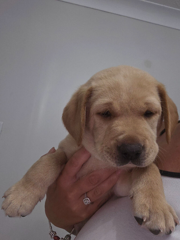 Labrador puppies available