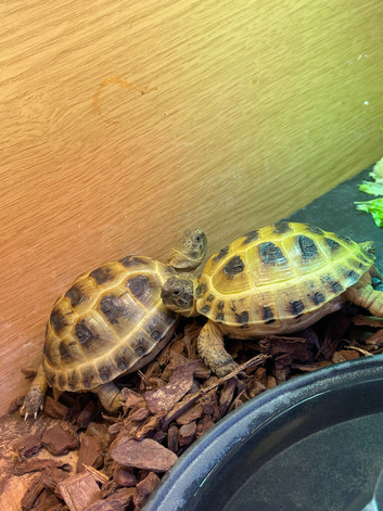 X2 Horsfield tortoises and full set up