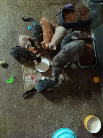 Top quality kittens rare colours