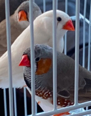 Zebra finches All different colours ready now