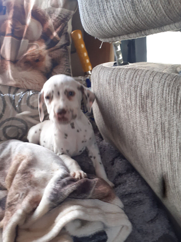 Pedigree Dalmatian puppies