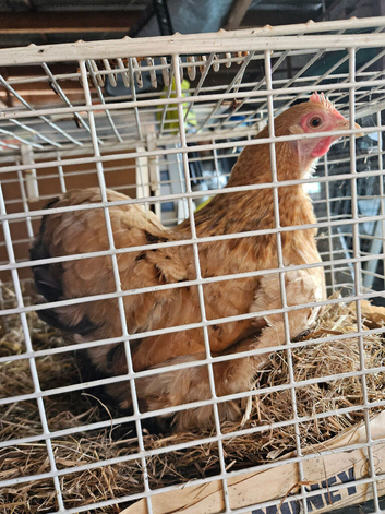 Pekin Bantam Hen