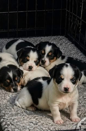 Jack Russell puppies