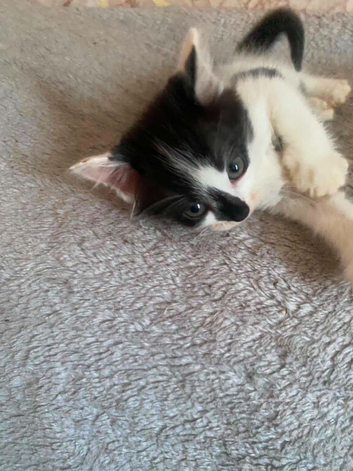 White n black fluffy kitten